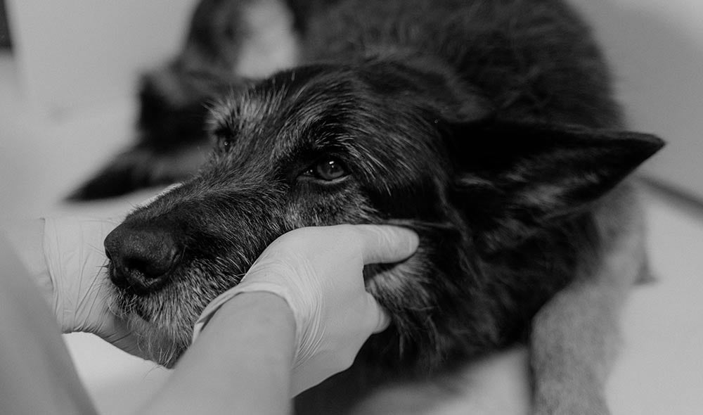 incineracion-mascotas