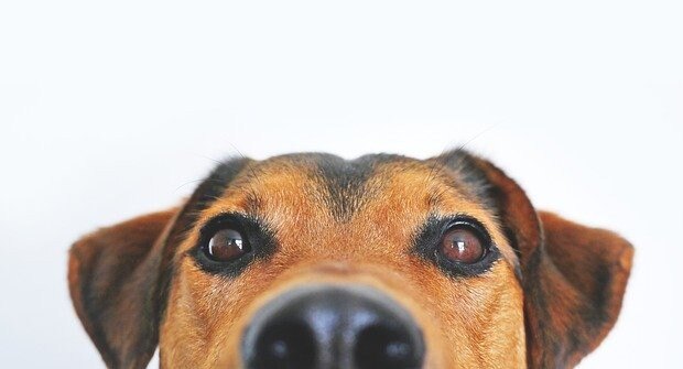 El amor por los perros: de guardianes a miembros de la familia