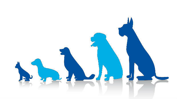 Animales domésticos: más vida y bienestar para los humanos