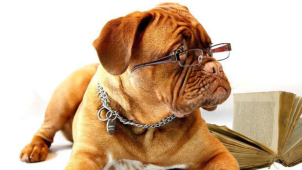 ¿Cuántos perros hay en España y cómo se realiza su registro?