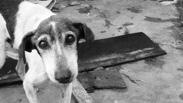 ¿Cuántos perros se abandonan cada año en España y por qué?