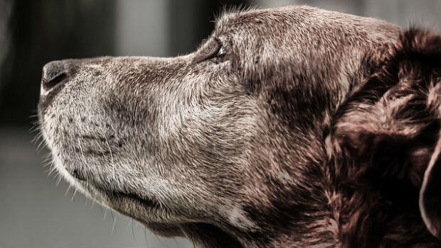 Mascotas y decesos: qué hacer cuando llega el último adiós