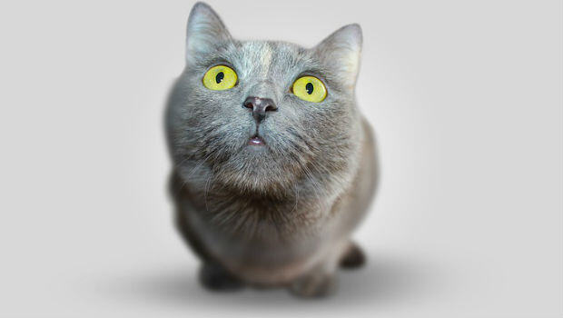 7 Curiosidades sobre los gatos domésticos que quizás no sabías
