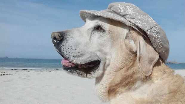 Riesgos del verano para los perros y cómo proteger su salud