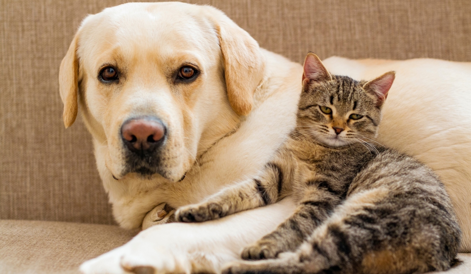 Pack Mascotas: la cobertura que amplía tu seguro de decesos a tu mascota