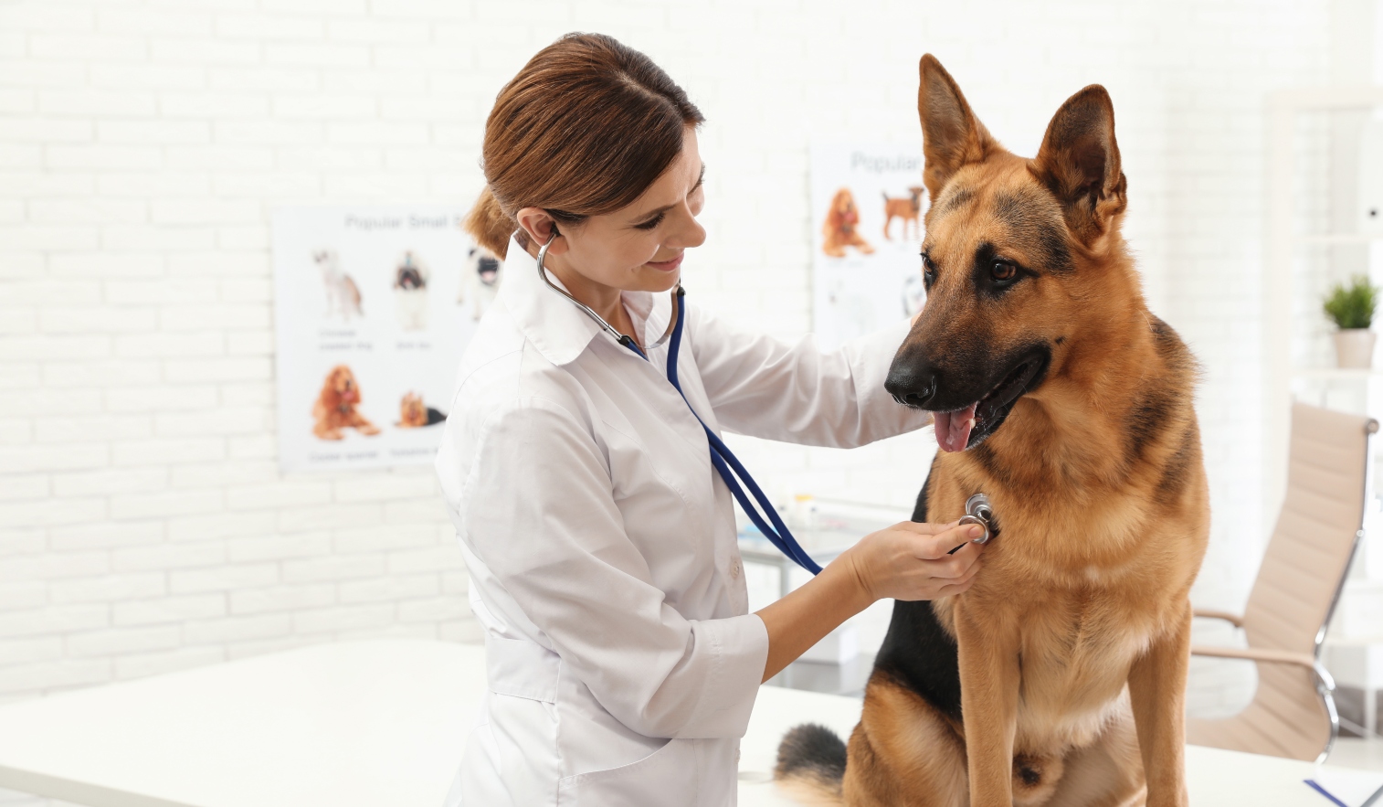 veterinarios-a-precios-baremados-como-cuidar-de-la-salud-de-tu-mascota-con-mayor-prevision-de-costes